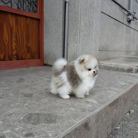 Absolut reinrassige Pomeranian-Welpen