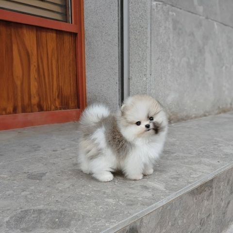 Absolut reinrassige Pomeranian-Welpen