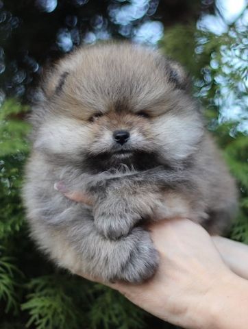 Absolut reinrassige Pomeranian-Welpen