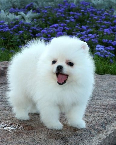 Wunderschöne, 12 Wochen alte Welpen