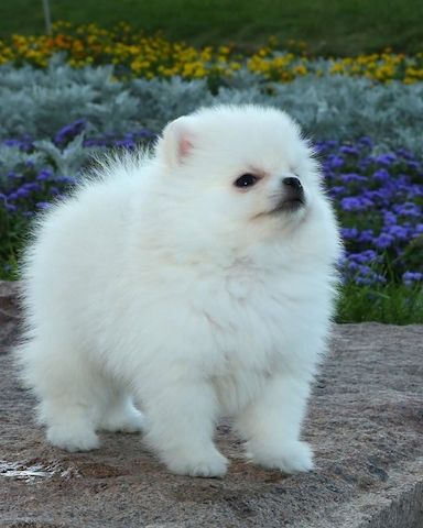 Wunderschöne, 12 Wochen alte Welpen