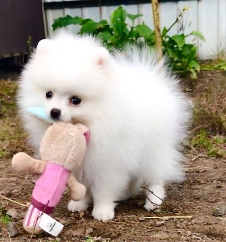 Pomeranian Spitz Welpen