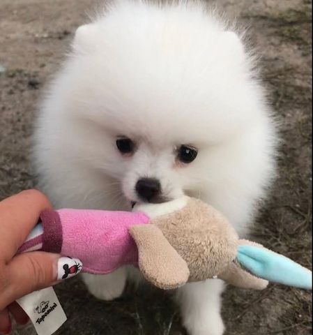 Pomeranian Spitz Welpen