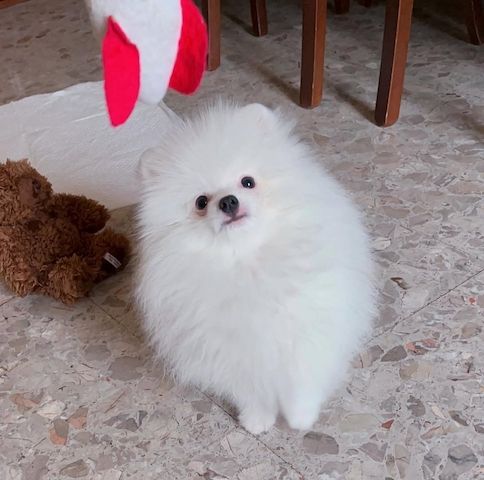 Pomeranian Spitz Welpen