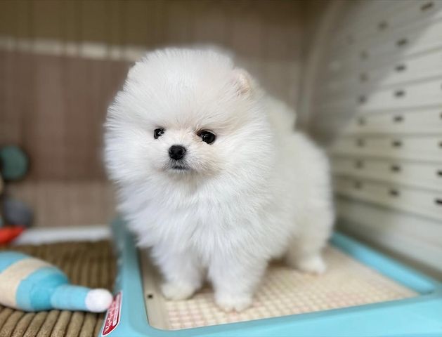 Pomeranian Spitz Welpen