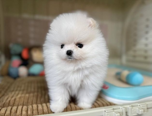 Pomeranian Spitz Welpen