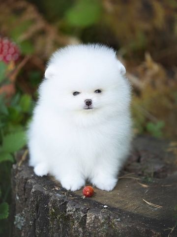 Pomeranian Spitz
