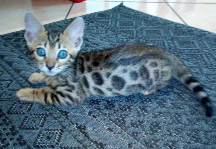 BENGAL-Kätzchen