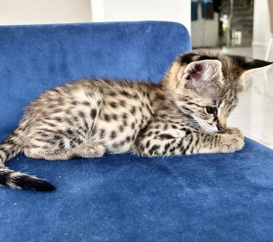 Savannah f4, f5, f6 Kätzchen