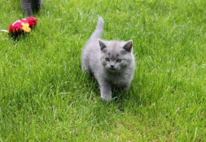 Britisch Kurzhaar Kätzchen.