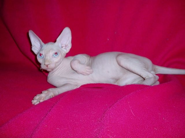 02 Sphynx-Kätzchen