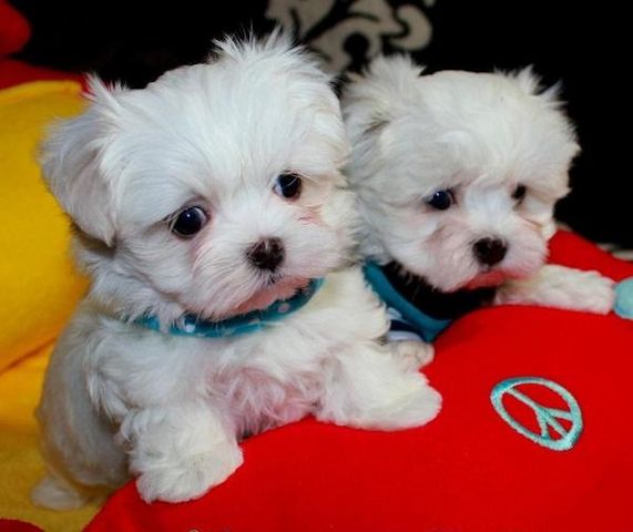 Malteser Welpen zu verkaufen ,