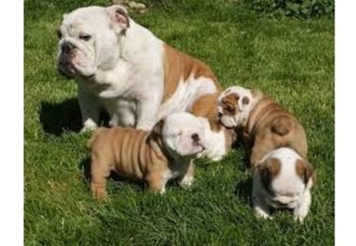 Englisch Bulldogge Welpen.