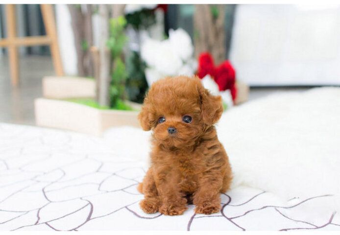 Maltipoo Welpen