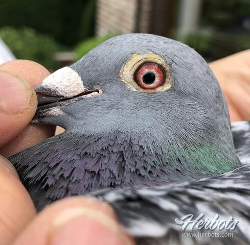 Afrikanische Graupapageien