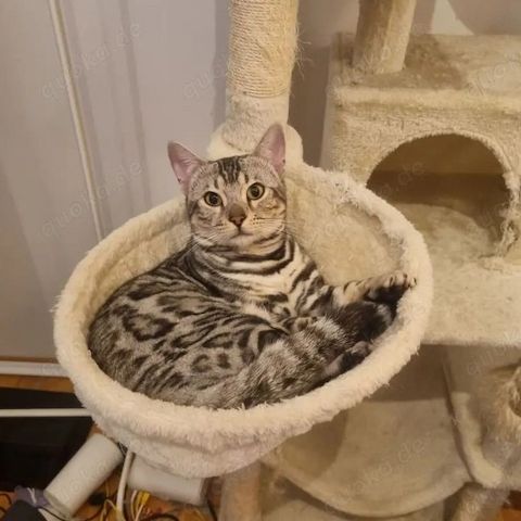 Wunderschöner Zuchtkater mit Stammbaum