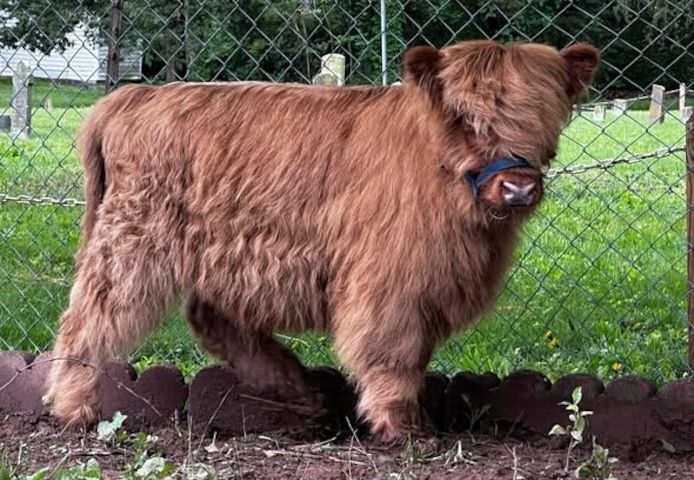 Schottisch Highlands Kuh & Bulle