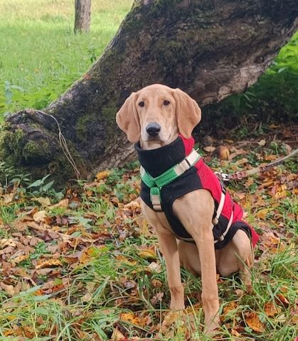 Canella, a.d.Tierschutz, ist eine tolle Mitmachhündin