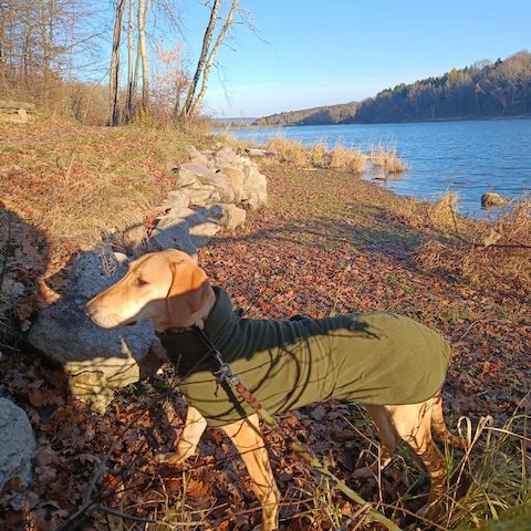 Canella, a.d.Tierschutz, ist eine tolle Mitmachhündin