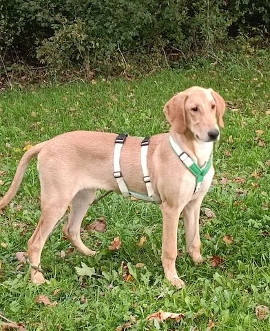 Canella, a.d.Tierschutz, ist eine tolle Mitmachhündin