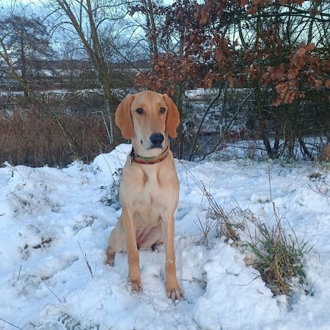 Canella, a.d.Tierschutz, ist eine tolle Mitmachhündin