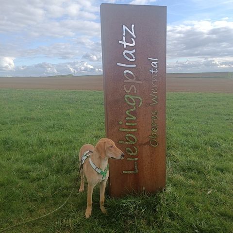 Canella, a.d.Tierschutz, ist eine tolle Mitmachhündin