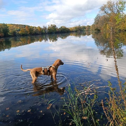 Canella, a.d.Tierschutz, ist eine tolle Mitmachhündin