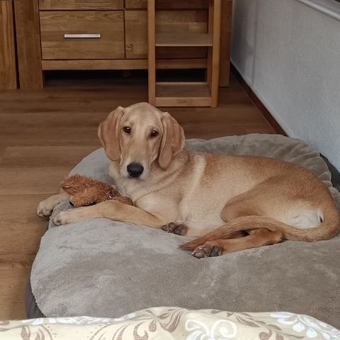 Canella, a.d.Tierschutz, ist eine tolle Mitmachhündin