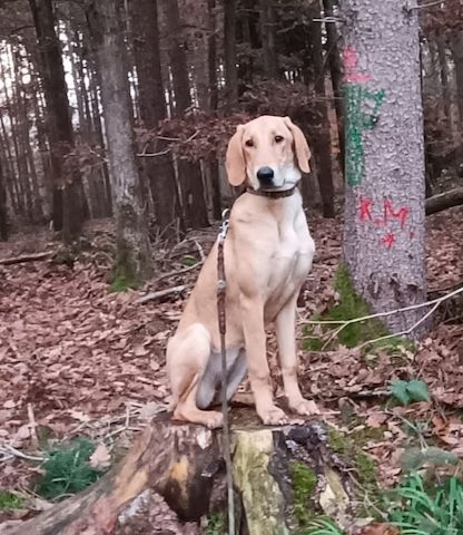 Canella, a.d.Tierschutz, ist eine tolle Mitmachhündin