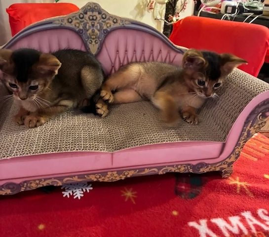 Abessinische Kätzchen suchen ein Zuhause für immer.