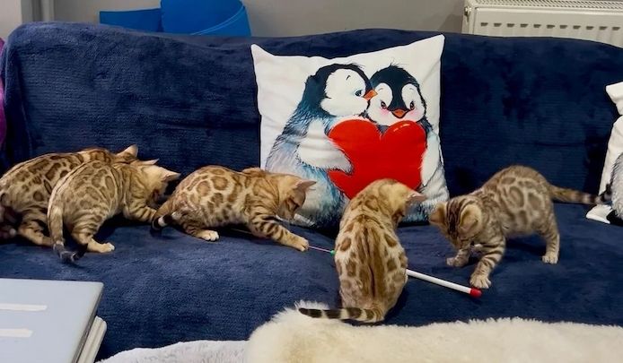 Sehr seltene Bengal-Kätzchen in besonderen Farben