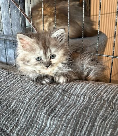 Wir haben zwei Munchkin-Kätzchen