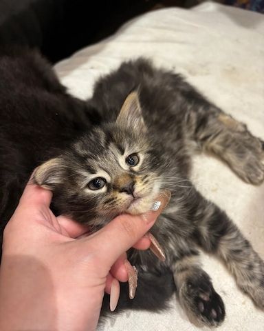 Entzückende Norwegische Waldkatzenbabys zu verkaufen.