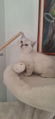 🐾 BKH-Baby sucht Lieblingsmenschen 🐾 (BKH-Kitten/Männlich)