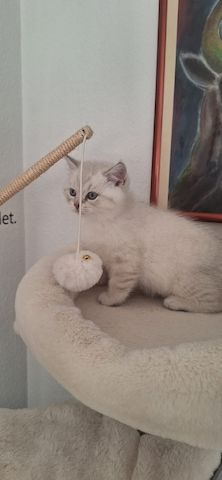 🐾 BKH-Baby sucht Lieblingsmenschen 🐾 (BKH-Kitten/Männlich)