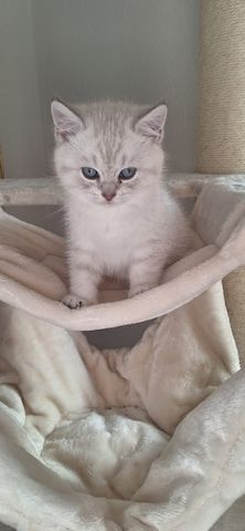 🐾 BKH-Baby sucht Lieblingsmenschen 🐾 (BKH-Kitten/Männlich)