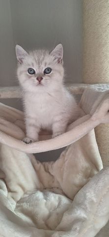 🐾 BKH-Baby sucht Lieblingsmenschen 🐾 (BKH-Kitten/Männlich)