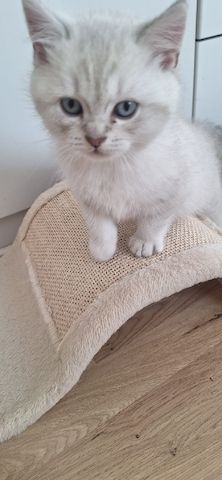 🐾 BKH-Baby sucht Lieblingsmenschen 🐾 (BKH-Kitten/Männlich)