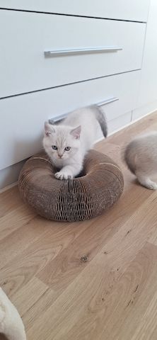 🐾 BKH-Baby sucht Lieblingsmenschen 🐾 (BKH-Kitten/Männlich)