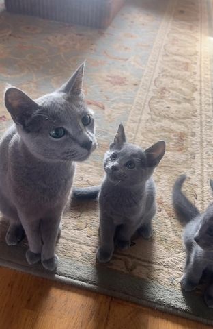 Russisch Blau-Kätzchen zu verkaufen