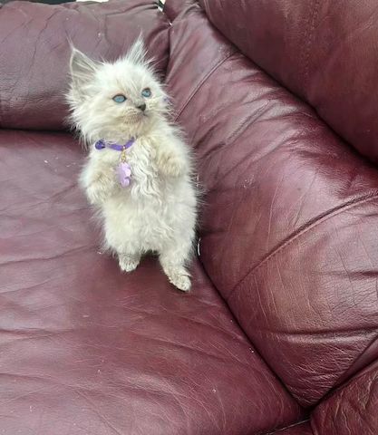 8 reinrassige Ragdoll-Katzenbabys