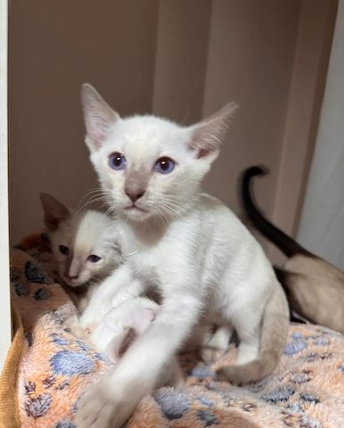 Wunderschöne, liebevolle Siamkatzenbabys suchen ein liebevolles Zuhause für immer: