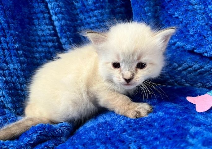 Atemberaubende Sibirische Neva Masquerade-Katzen