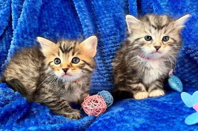 Traditionelle sibirische Kätzchen 
