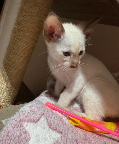 Siamkätzchen 🩵🩶