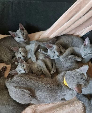 Außergewöhnliche silberblaue Russisch Blau Kätzchen