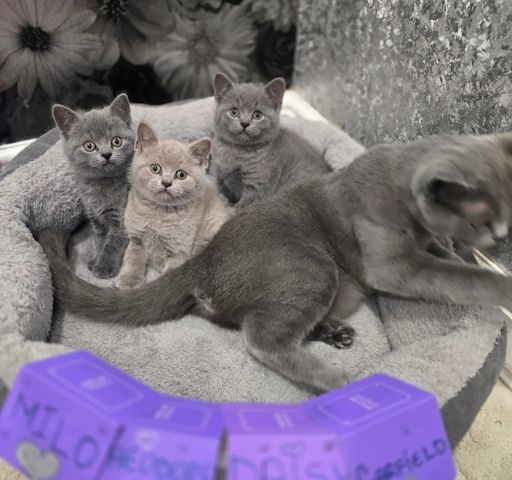 Wunderschöne Britisch Kurzhaar Kätzchen