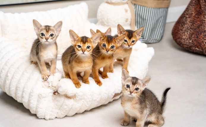 🌟 Abessinier-Kätzchen