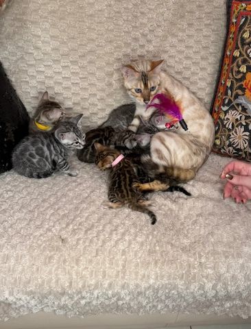 Reinrassige Bengalkätzchen zu verkaufen.