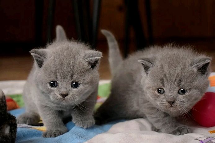 Britische Kurzhaar-Kätzchen zur Adoption